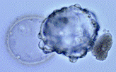 SCNT 2 thumbnail image